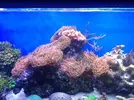 [TodoMarino.com] Ayuda con anemonas quadricolor