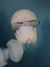 [TodoMarino.com] Acuario de medusas Gigante, en El Hormiguero