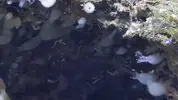 [TodoMarino.com] Y que puede ser esto???