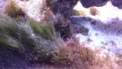 [TodoMarino.com] algassss