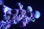 [TodoMarino.com] Metodo Rainbow