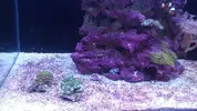 [TodoMarino.com] "The Chan reef" (primer marino,nano reef)