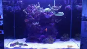 [TodoMarino.com] "The Chan reef" (primer marino,nano reef)