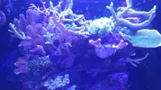 [TodoMarino.com] "The Chan reef" (primer marino,nano reef)
