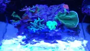 [TodoMarino.com] "The Chan reef" (primer marino,nano reef)