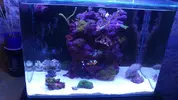 [TodoMarino.com] "The Chan reef" (primer marino,nano reef)