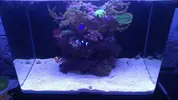 [TodoMarino.com] "The Chan reef" (primer marino,nano reef)