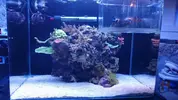 [TodoMarino.com] "The Chan reef" (primer marino,nano reef)