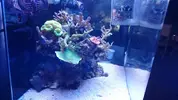 [TodoMarino.com] "The Chan reef" (primer marino,nano reef)