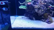 [TodoMarino.com] "The Chan reef" (primer marino,nano reef)
