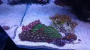 [TodoMarino.com] "The Chan reef" (primer marino,nano reef)