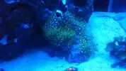 [TodoMarino.com] "The Chan reef" (primer marino,nano reef)