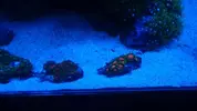 [TodoMarino.com] "The Chan reef" (primer marino,nano reef)