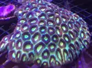[TodoMarino.com] Nueva llegada de corales y peces ES-PEC-TA-CU-LA-RES!!!!!!!