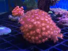 [TodoMarino.com] Nueva llegada de corales y peces ES-PEC-TA-CU-LA-RES!!!!!!!