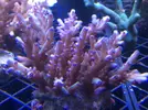 [TodoMarino.com] Nueva llegada de corales y peces ES-PEC-TA-CU-LA-RES!!!!!!!