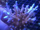 [TodoMarino.com] Nueva llegada de corales y peces ES-PEC-TA-CU-LA-RES!!!!!!!