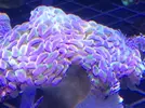 [TodoMarino.com] Nueva llegada de corales y peces ES-PEC-TA-CU-LA-RES!!!!!!!