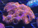 [TodoMarino.com] Nueva llegada de corales y peces ES-PEC-TA-CU-LA-RES!!!!!!!