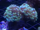 [TodoMarino.com] Nueva llegada de corales y peces ES-PEC-TA-CU-LA-RES!!!!!!!
