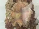 [TodoMarino.com] Nueva llegada de corales y peces ES-PEC-TA-CU-LA-RES!!!!!!!