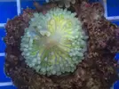 [TodoMarino.com] Nueva llegada de corales y peces ES-PEC-TA-CU-LA-RES!!!!!!!