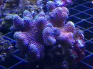 [TodoMarino.com] Nueva llegada de corales y peces ES-PEC-TA-CU-LA-RES!!!!!!!