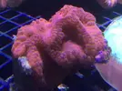 [TodoMarino.com] Nueva llegada de corales y peces ES-PEC-TA-CU-LA-RES!!!!!!!