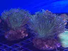 [TodoMarino.com] Nueva llegada de corales y peces ES-PEC-TA-CU-LA-RES!!!!!!!
