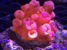 [TodoMarino.com] Nueva llegada de corales y peces ES-PEC-TA-CU-LA-RES!!!!!!!