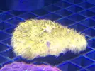 [TodoMarino.com] Nueva llegada de corales y peces ES-PEC-TA-CU-LA-RES!!!!!!!
