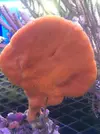 [TodoMarino.com] Nueva llegada de corales y peces ES-PEC-TA-CU-LA-RES!!!!!!!