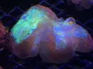 [TodoMarino.com] Nueva llegada de corales y peces ES-PEC-TA-CU-LA-RES!!!!!!!