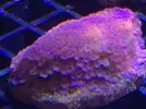 [TodoMarino.com] Nueva llegada de corales y peces ES-PEC-TA-CU-LA-RES!!!!!!!