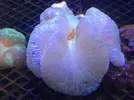 [TodoMarino.com] Nueva llegada de corales y peces ES-PEC-TA-CU-LA-RES!!!!!!!