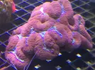 [TodoMarino.com] Nueva llegada de corales y peces ES-PEC-TA-CU-LA-RES!!!!!!!