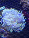 [TodoMarino.com] Nueva llegada de corales y peces ES-PEC-TA-CU-LA-RES!!!!!!!