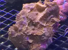 [TodoMarino.com] Nueva llegada de corales y peces ES-PEC-TA-CU-LA-RES!!!!!!!