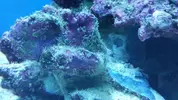 [TodoMarino.com] ¿plaga de planarias?