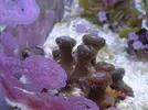 [TodoMarino.com] Palythoas cerrados