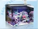 [TodoMarino.com] Empiezo de 0 mi nano reef de 63 litros