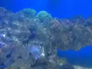 [TodoMarino.com] Ayuda con cianobacteria.