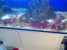 [TodoMarino.com] Ayuda con cianobacteria.