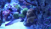 [TodoMarino.com] Semi-cubo - Mi nuevo proyecto de 300L