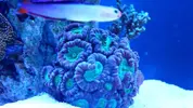 [TodoMarino.com] Semi-cubo - Mi nuevo proyecto de 300L