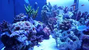 [TodoMarino.com] Semi-cubo - Mi nuevo proyecto de 300L