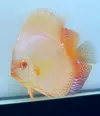 [TodoMarino.com] modificacion acuario