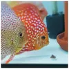 [TodoMarino.com] modificacion acuario