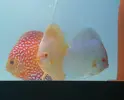 [TodoMarino.com] modificacion acuario