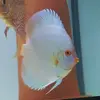 [TodoMarino.com] modificacion acuario